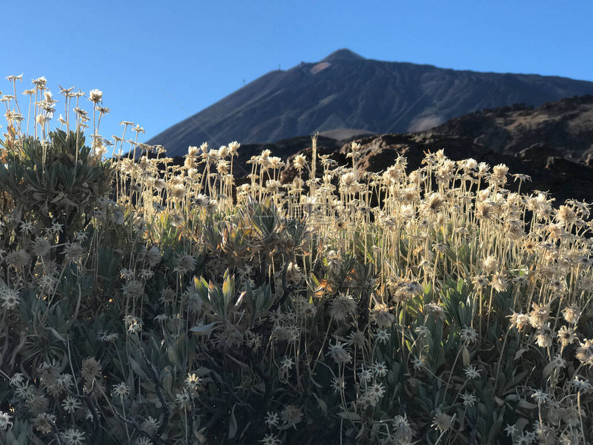 加那利群岛特内里费火山的地貌景观位于加那利群岛Te图片