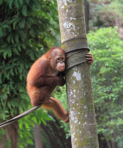 苏门答腊猩野生动物摄影图片