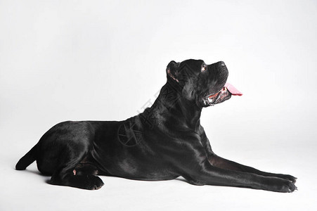 黑白意大利甘蔗犬Corsimastiff位图片
