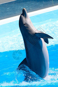 海豚在海豚秀中表背景图片