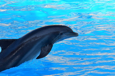 海豚在海豚表演时从水中跳出来离海图片