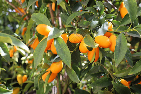 树上的柑橘图片