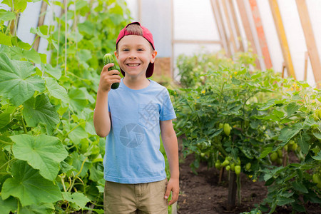 一个孩子在温室里拿着一根巨大的黄瓜惊呆了农业和健康食品在我的花园里图片