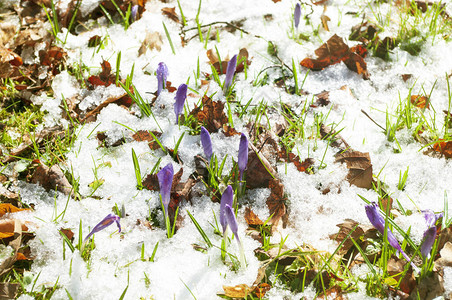 春天的雪寒冷的天气冰冻的花朵图片