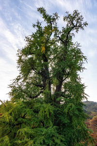 秋天拍摄的著名的龙门寺银杏树图片
