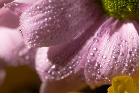 花瓣上有水滴的紫雏菊近景图片