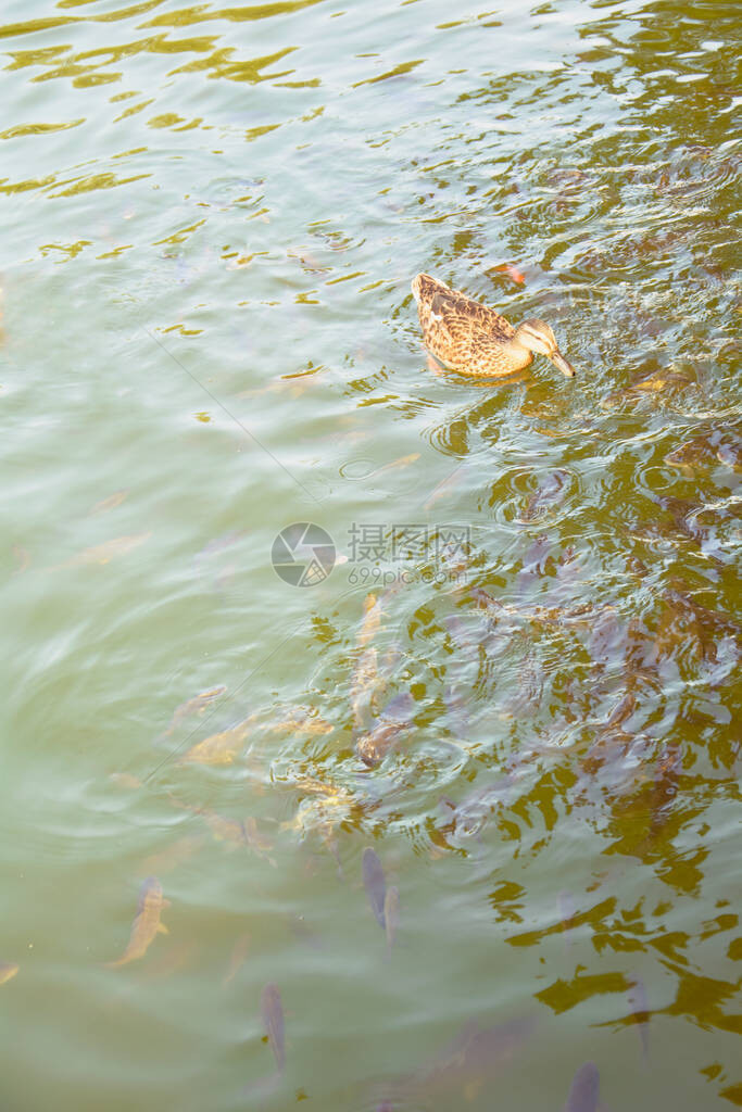 美丽的野鸭在池塘游泳图片