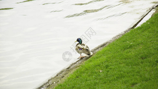 野鸭在池塘上休息图片