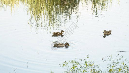 池塘边的野鸭图片