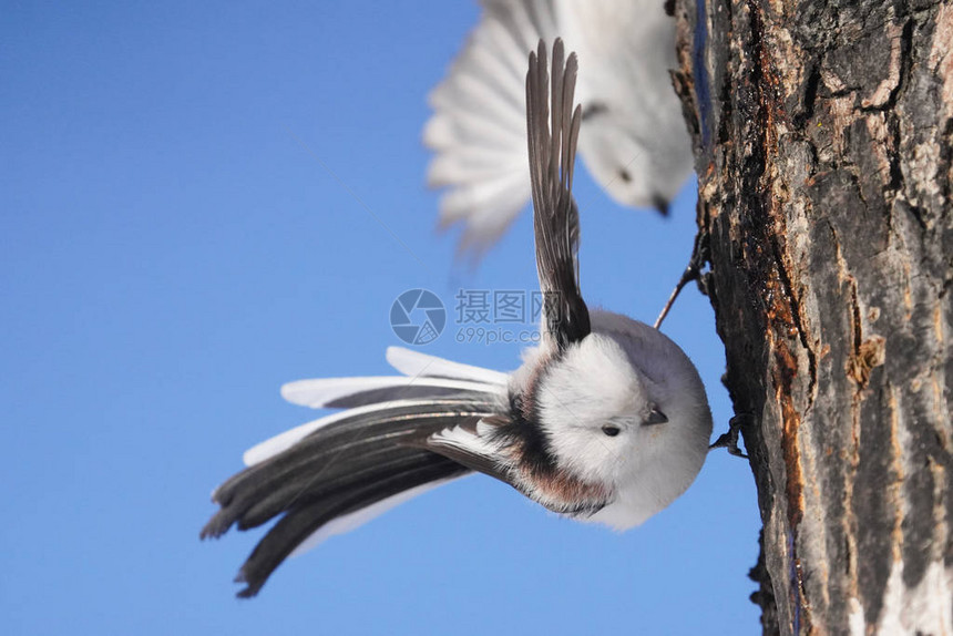 冬季北海道的长尾山雀图片
