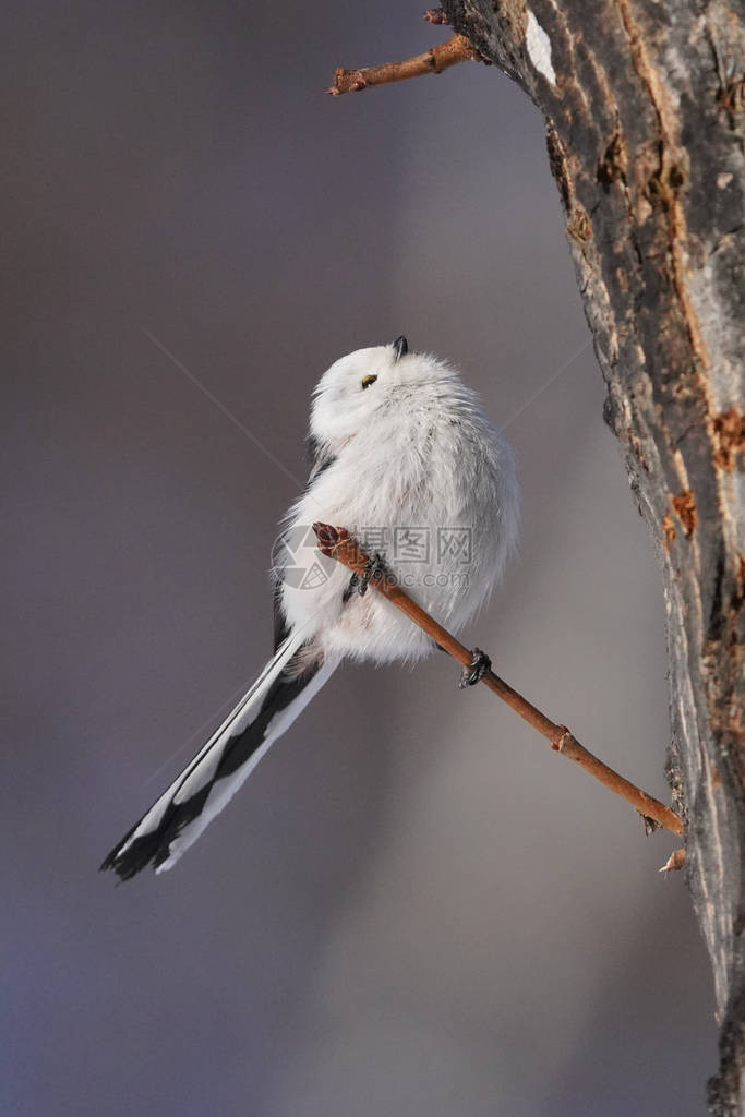 冬季北海道的长尾山雀图片
