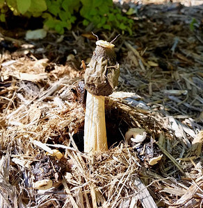 春蘑菇从森林底种植背景上树木模图片