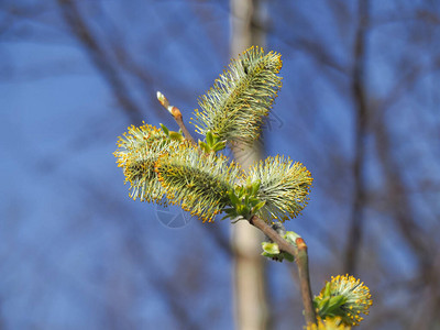 春初在树枝上新开的黄色沙利背景图片