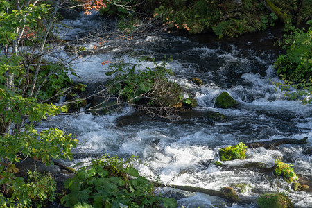 清澈的溪流和树叶图片