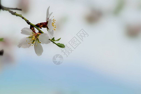 白色花花背景图片