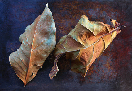 木兰和小叶花果植物的枯叶图片