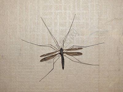 CraneFly蚊虫昆家庭Tipulidae命令Dipteraa图片