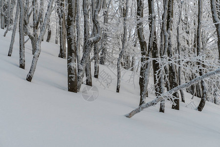 白雪皑的冬季森林中的冰冻树木图片