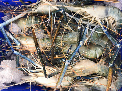泰国市场冰面上的生王虾大图片