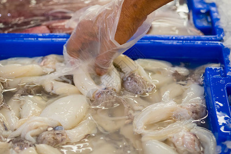 准备在海鲜市场出售的新鲜章鱼章鱼图片