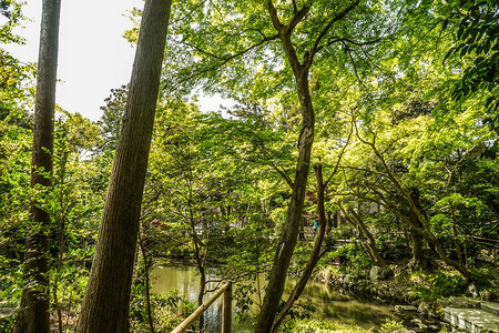 柳原神池初夏高清图片