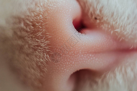 白猫的鼻子轮廓图片