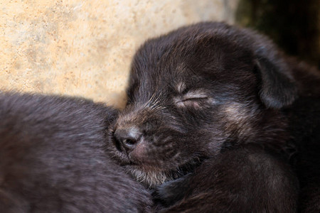 小狗睡觉可爱的黑小狗睡觉图片