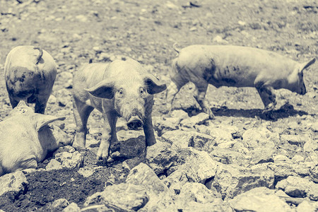 在动物友好环境的户外猪场上养猪有环图片