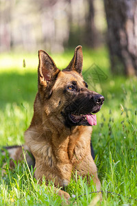 德国牧羊犬GSD狗肖像躺在草地上头眼耳舌细节图片