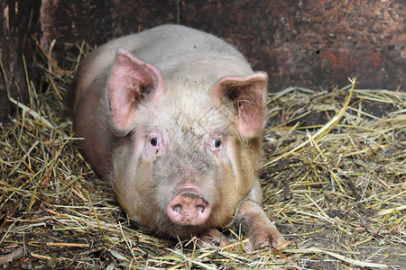 小猪在农场的笔里婴儿背景图片
