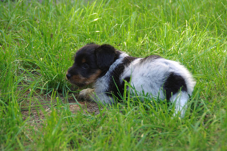 小狗在花园草坪上玩耍快乐的小图片