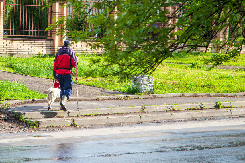 向导狗帮助盲人过路残疾图片