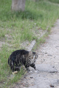 街头毛茸的虎斑猫走在路上图片