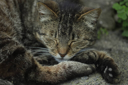 灰野猫肖像图片