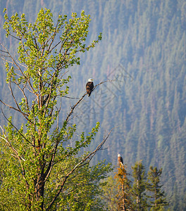 不列颠哥伦比亚省的秃鹰背景图片