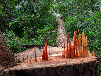 砍树桉砍伐森林图片
