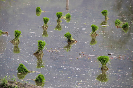 准备在越南河江省种植季节在稻田重新种植的水稻幼苗图片