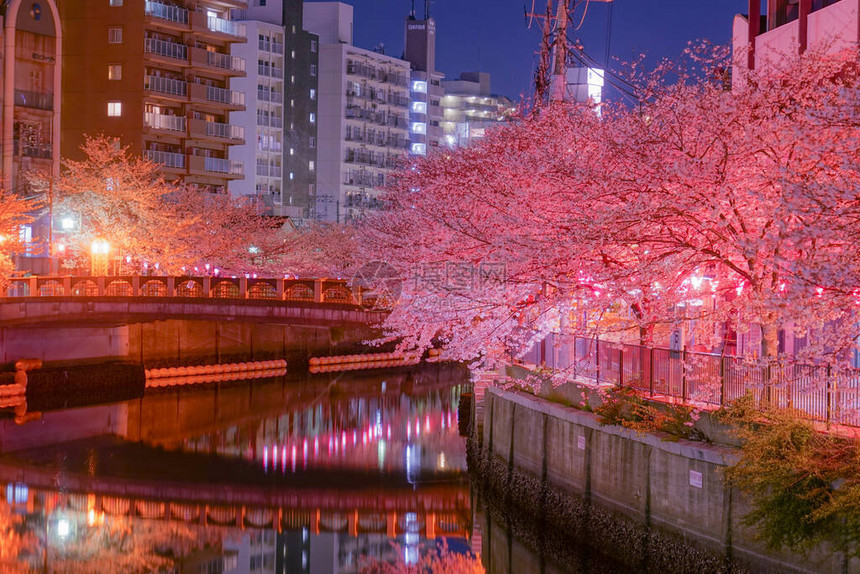 夜晚河流旁的樱花树图片