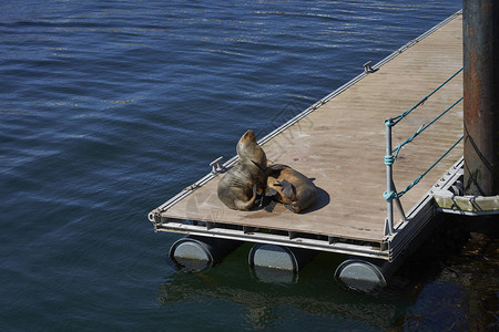 福克兰群岛首府斯坦利码头的南海小狮子Otariaflavescen图片