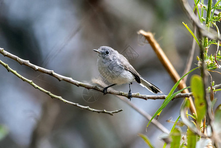 小蓝灰色抓捕鸟爬在薄枝上准备移到图片