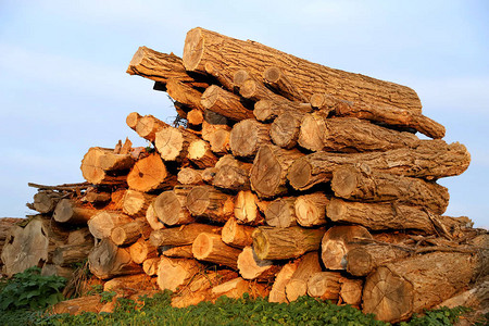 一排堆积的木头图片