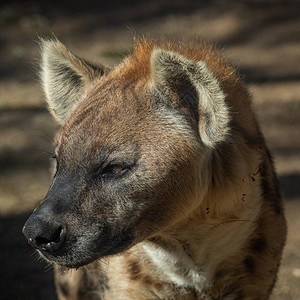 斑鬣狗是著名的食腐动物图片