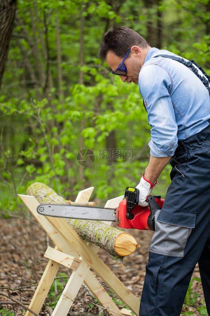 在锯木厂的森林里用电锯链在木架上锯小树干图片