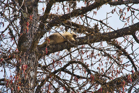 豪猪睡在树枝上在东南阿拉斯加的一棵棉木树顶上在春背景图片