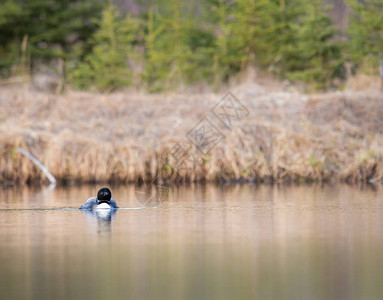 加拿大潜鸟在春天图片