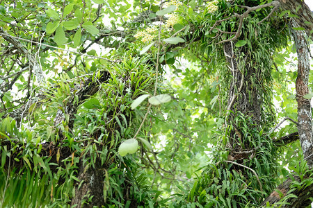 生长在树枝干上的野生兰花植物图片
