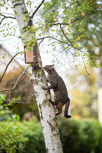 虎斑家养短毛猫爬上白桦树图片