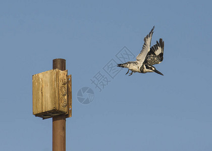 斑翠鸟cerylerudis野鸟在柱子上起飞图片