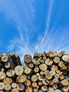 伐木业砍伐的森林松树原木树干图片