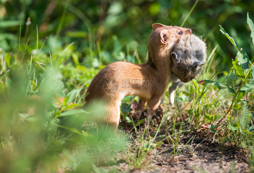 加拿大荒野中的黄鼠狼图片